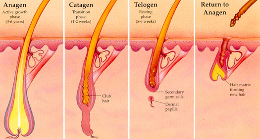 can you regrow hair follicles